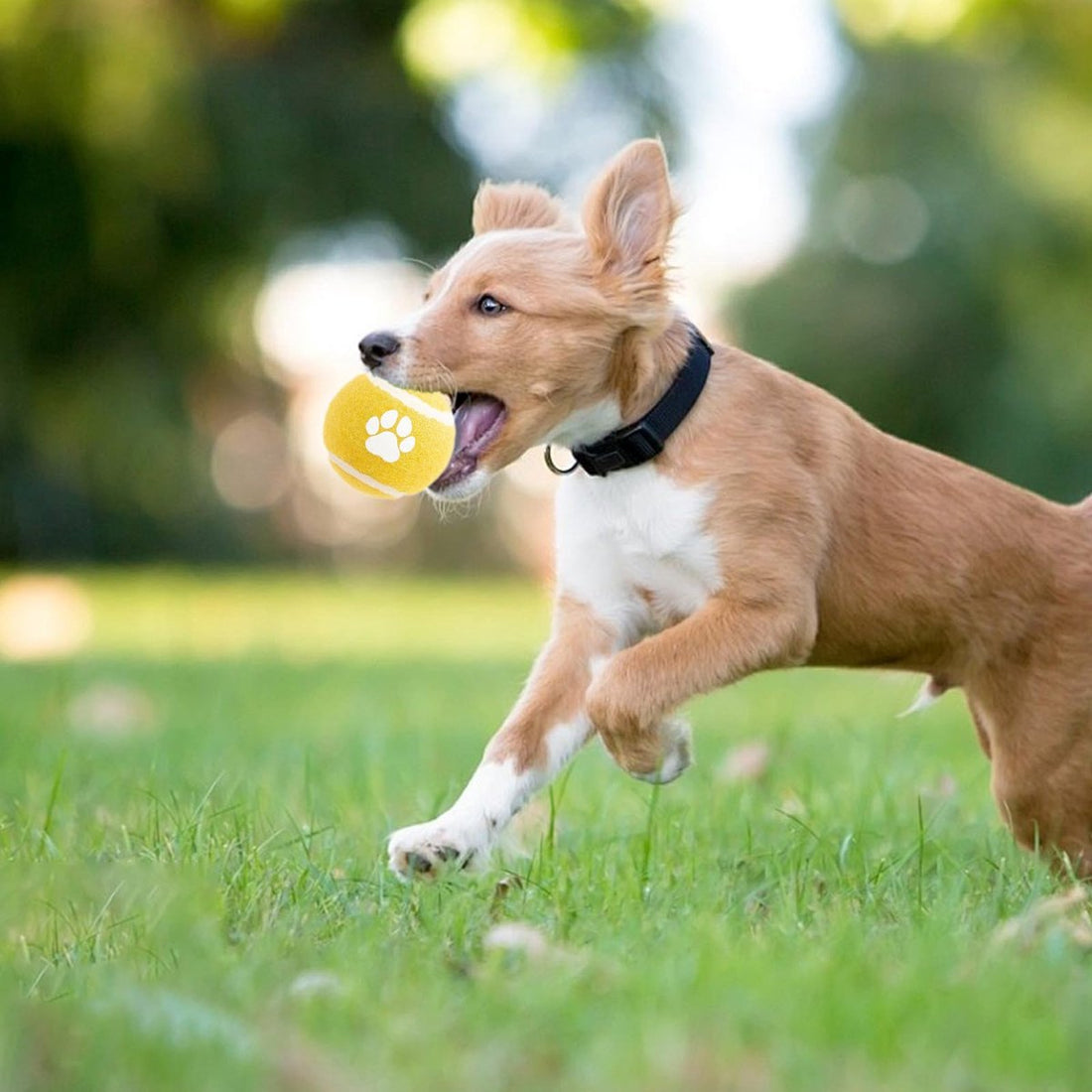 Dog Toys - 3-pack - Dog Puzzle - Interactive - sturdy elastic felt dog balls for retrieving - interactive dog toy
