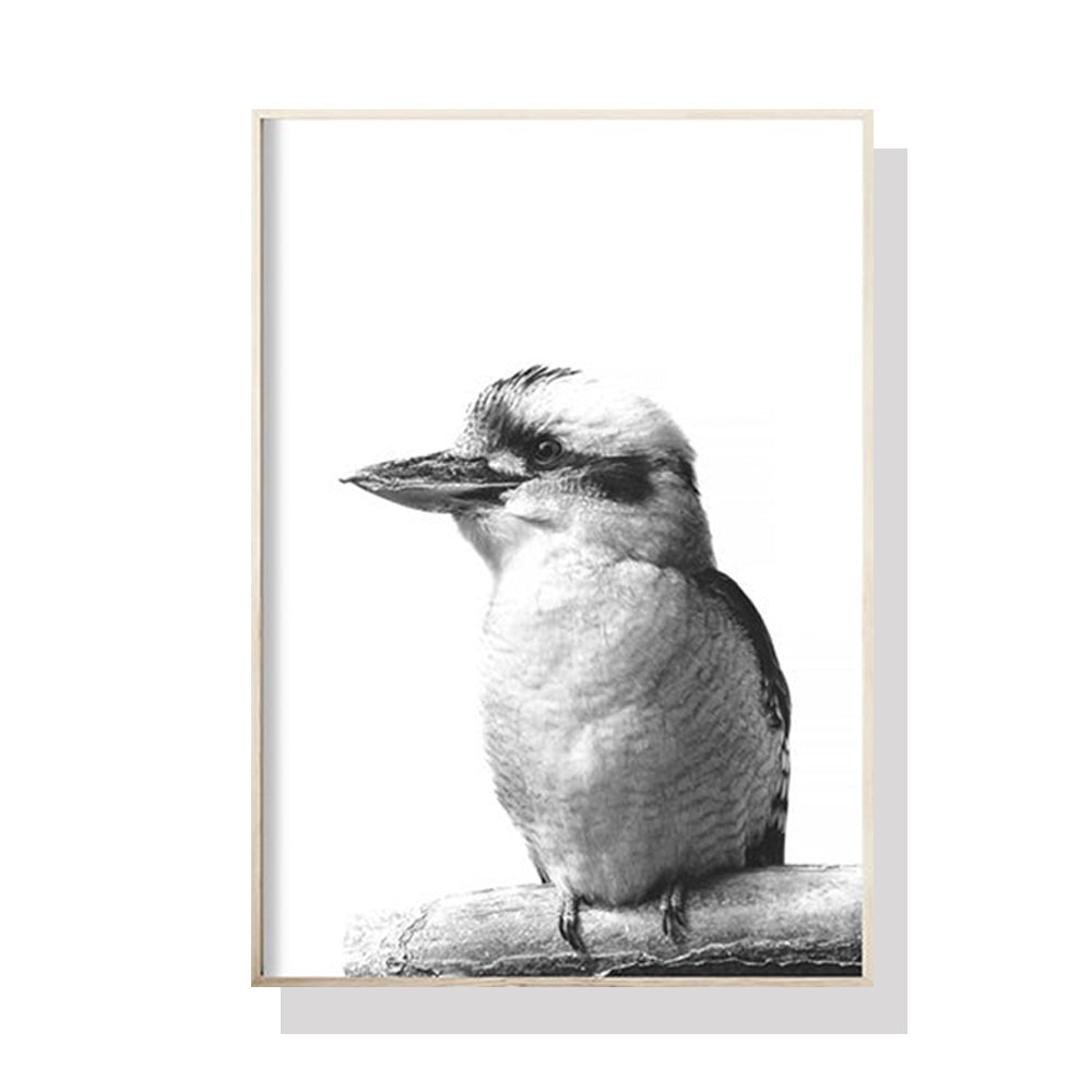 70cmx100cm Kookaburra Black Frame Canvas Wall Art